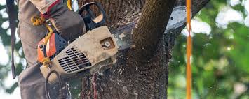 Best Emergency Tree Removal  in Huguley, AL