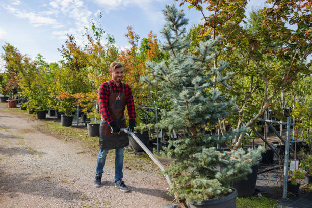 Tree and Shrub Care in Huguley, AL