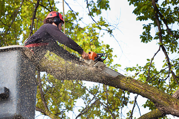 Best Tree Maintenance Programs  in Huguley, AL